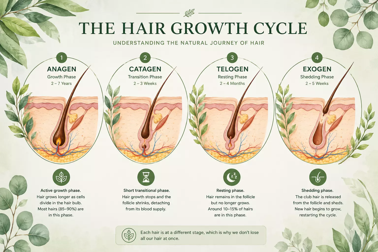 Hair growth cycle anagen catagen telogen exogen diagram